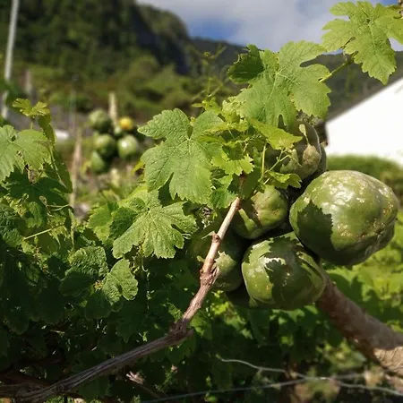 Lazy Lizard By The Ocean Appartement Seixal (Madeira)