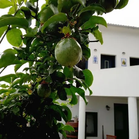 Lazy Lizard By The Ocean *