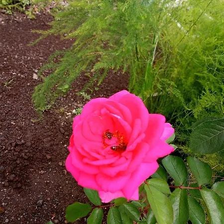 Lazy Lizard By The Ocean * Seixal (Madeira)
