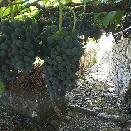 Lazy Lizard By The Ocean Appartement