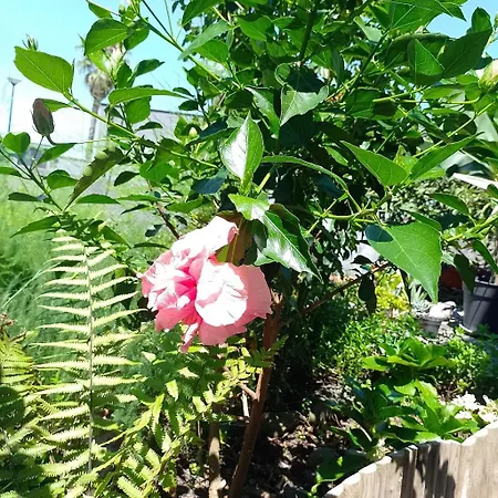 Lazy Lizard By The Ocean Appartement Seixal (Madeira)
