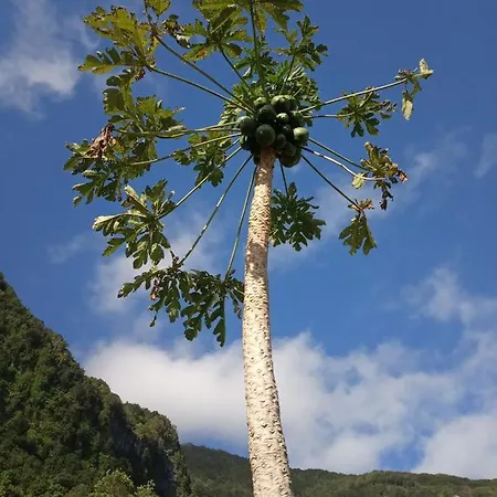 Lazy Lizard By The Ocean Lejlighed *