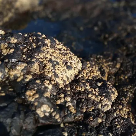 Lejlighed Lazy Lizard By The Ocean *