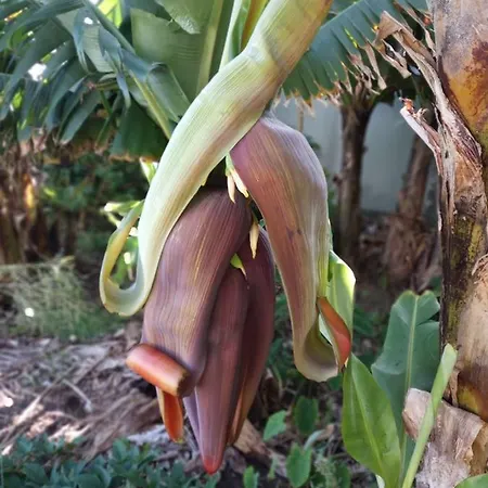 Lazy Lizard By The Ocean Lejlighed Seixal (Madeira)