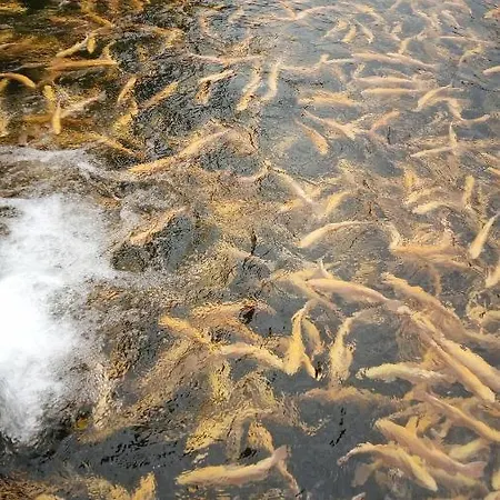 Lazy Lizard By The Ocean * Seixal (Madeira)