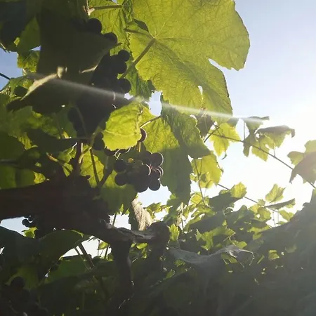 Lazy Lizard By The Ocean Apartment