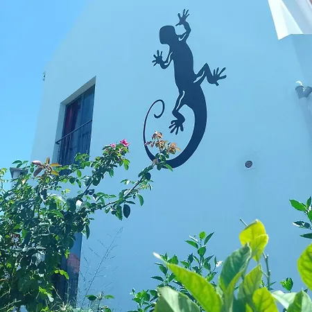 Lazy Lizard By The Ocean