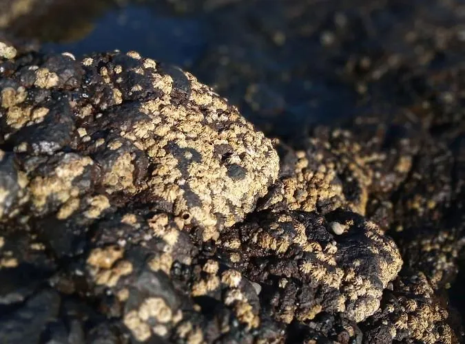 Διαμέρισμα Lazy Lizard By The Ocean *