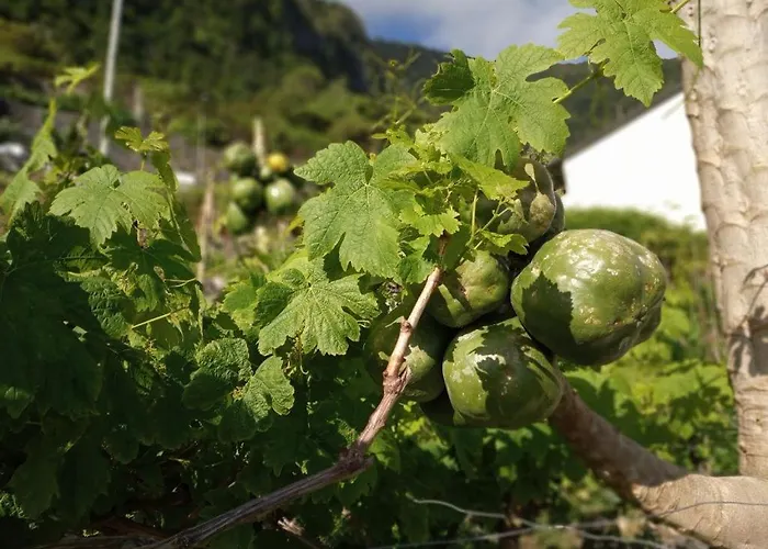 Lazy Lizard By The Ocean Διαμέρισμα Seixal (Madeira)