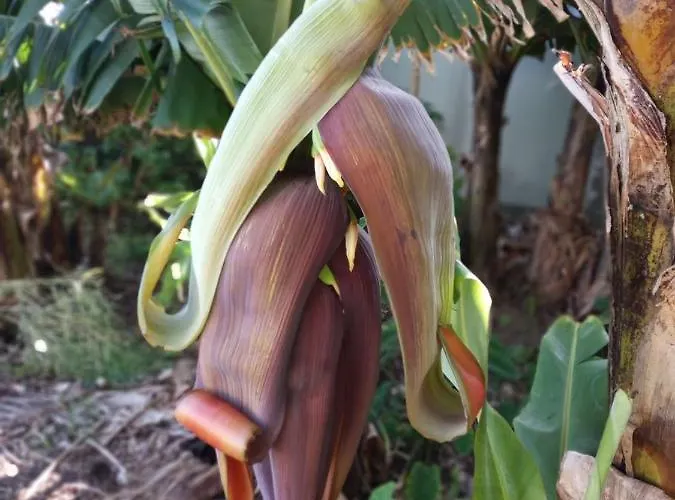 Lazy Lizard By The Ocean Διαμέρισμα Seixal (Madeira)