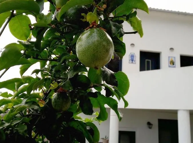Lazy Lizard By The Ocean *