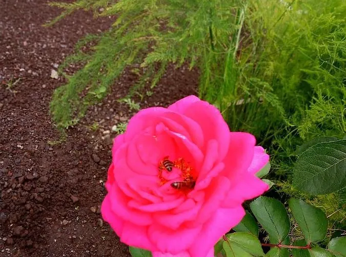 Lazy Lizard By The Ocean * Seixal (Madeira)