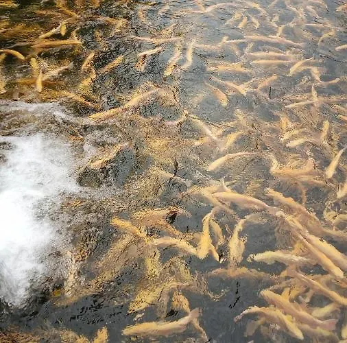 Lazy Lizard By The Ocean * Seixal (Madeira)