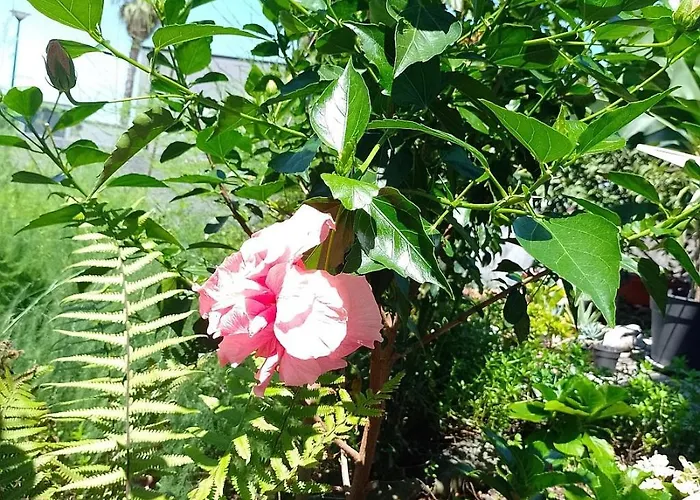 Lazy Lizard By The Ocean Διαμέρισμα Seixal (Madeira)